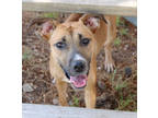 Adopt Sabine K120 12/8/23 a Brown/Chocolate German Shepherd Dog / Mixed Breed