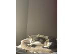 Adopt Caraline a Gray or Blue (Mostly) American Shorthair / Mixed (short coat)