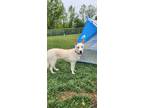 Adopt Diamond a Tan/Yellow/Fawn - with White Siberian Husky / Mixed dog in