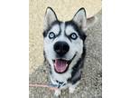 Adopt Josie a Black Husky / Mixed Breed (Medium) / Mixed (short coat) dog in