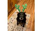 Adopt Lilly a Black Labradoodle / Golden Retriever / Mixed dog in Mechanicsburg
