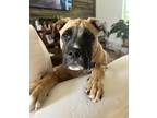 Adopt Ted Lasso litter- Coach Beard a Tricolor (Tan/Brown & Black & White) Boxer