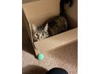 Adopt Molly a Brown Tabby American Shorthair / Mixed (short coat) cat in Saint