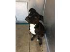 Adopt Bunny a Black - with White Labrador Retriever / Border Collie / Mixed dog