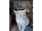 Adopt Lady Bug a Cream or Ivory Domestic Shorthair / Mixed Breed (Medium) /
