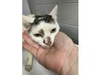 Adopt Hendrix a Brown Tabby Domestic Shorthair / Mixed Breed (Medium) / Mixed