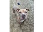 Adopt Elvis a Tan/Yellow/Fawn American Pit Bull Terrier / Mixed Breed (Medium) /