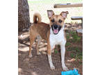 Adopt Jasper K100 12-19-23 a Brown/Chocolate Labrador Retriever / Mixed Breed