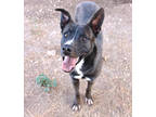 Adopt Arwyn K112 11/17/23 a Black Dutch Shepherd / Mixed Breed (Medium) / Mixed
