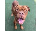 Adopt Molly a Brown/Chocolate Dogue de Bordeaux / Mixed Breed (Medium) / Mixed