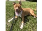 Adopt Baby Ruth a Tan/Yellow/Fawn Mixed Breed (Small) / Mixed Breed (Medium) /