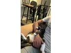 Adopt Bahloul (M) and Nougaa (F) a Brown Tabby American Shorthair / Mixed (short