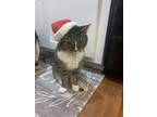 Adopt Little Bit a Gray or Blue Tabby / Mixed (short coat) cat in Stem