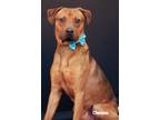 Adopt Dr. Pupper a Red/Golden/Orange/Chestnut Boxer / Mixed dog in Newland