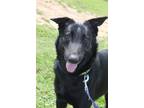 Adopt Bettie Good Girl a Black Flat-Coated Retriever dog in Provo, UT (41335377)