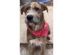 Adopt Einstein a Brindle German Shepherd Dog / Mastiff / Mixed (short coat) dog