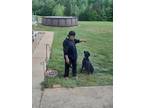 Adopt Scally-Wag a Black German Shepherd Dog / Mixed dog in Belton