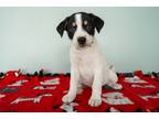 Adopt Toms a White - with Black Border Collie / Labrador Retriever / Mixed dog