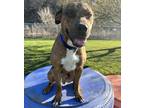 Adopt Rocky a Catahoula Leopard Dog / Mixed dog in Sioux City, IA (40730297)