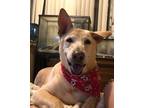 Adopt Lady a Tan/Yellow/Fawn German Shepherd Dog / Labrador Retriever / Mixed
