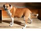 Adopt RED BONNIE a Tan/Yellow/Fawn - with White Australian Shepherd / Boxer /