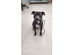 Adopt Kyle a Black American Pit Bull Terrier / Mixed Breed (Medium) / Mixed