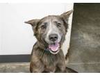Adopt Luna a German Shepherd Dog / Mixed dog in Mountain Home, AR (41182135)