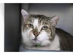 Adopt Mugsy a Domestic Shorthair / Mixed cat in Mountain Home, AR (41182131)