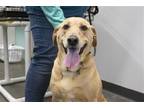 Adopt Mya (Angel) a Tan/Yellow/Fawn Labrador Retriever / Mixed dog in Mountain