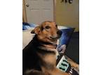 Adopt Echo a Black - with Tan, Yellow or Fawn German Shepherd Dog / Husky /