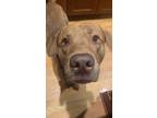 Adopt Courtesy Listing a Brown/Chocolate Labrador Retriever / Pit Bull Terrier /
