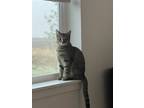 Adopt Sassy a Brown or Chocolate Tabby / Mixed (short coat) cat in Broomfield