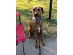 Adopt Scooby - COURTESY POST a Tan/Yellow/Fawn - with White Rhodesian Ridgeback