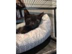 Adopt Grinch a Brown Tabby Domestic Shorthair / Mixed Breed (Medium) / Mixed
