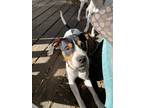 Adopt Pig a White - with Black American Pit Bull Terrier / Mountain Cur / Mixed