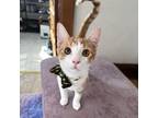 Adopt Jingle a Orange or Red Tabby Domestic Shorthair (short coat) cat in Union