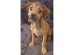 Adopt Andreas a Tan/Yellow/Fawn Terrier (Unknown Type, Small) / Mixed dog in