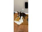 Adopt Buddy? a Brown/Chocolate Border Collie / Labrador Retriever / Mixed dog in