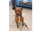 Adopt Tank a Pit Bull Terrier / Mixed dog in Front Royal, VA (41206895)