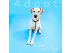 Adopt Charley a White Great Dane / Golden Retriever dog in Sacramento