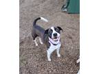 Adopt Oaklynn a Brown/Chocolate - with White Labrador Retriever / Australian