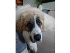 Adopt Odin a White Great Pyrenees / Anatolian Shepherd / Mixed dog in Omaha