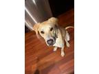 Adopt Nugget Dean a Tan/Yellow/Fawn Labrador Retriever / Black Mouth Cur / Mixed
