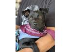 Adopt Claire a Black Retriever (Unknown Type) / Schnauzer (Standard) dog in