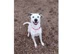 Adopt Tucker a White - with Black Australian Cattle Dog / Mixed dog in