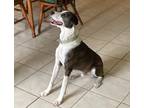 Adopt Waldo a Brindle - with White Fox Terrier (Smooth) / Doberman Pinscher /