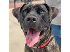 Adopt Reign a Black Mastiff / Bernese Mountain Dog / Mixed (short coat) dog in