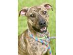Adopt Bodhi a Brindle Bernese Mountain Dog / Mixed Breed (Medium) / Mixed (short