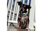 Adopt Minnie - Chelmsford, MA a Tricolor (Tan/Brown & Black & White) Corgi /