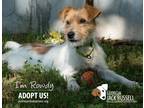 Adopt Rowdy a White - with Red, Golden, Orange or Chestnut Jack Russell Terrier